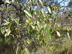 Eucalyptus latisinensis