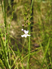 Westringia tenuicaulis