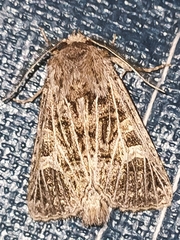 Tholera decimalis