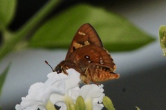 Trapezites symmomus