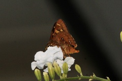 Trapezites symmomus
