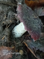 Russula cyanoxantha