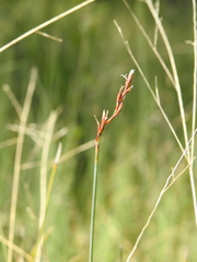 Machaerina juncea