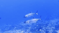 Caranx sexfasciatus