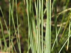 Machaerina juncea