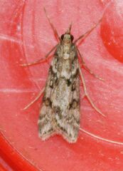 Eudonia angustea