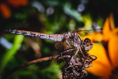 Arrenurus