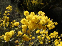 Acacia mariae