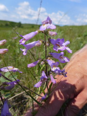 Penstemon gracilis