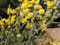 Acacia mariae