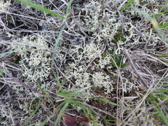 Cladonia arbuscula