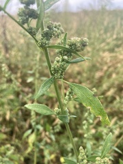 Chenopodium betaceum