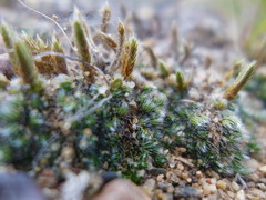 Selaginella densa