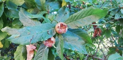 Crataegus germanica