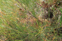 Banksia telmatiaea
