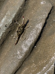 Portunidae
