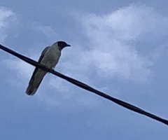 Coracina novaehollandiae