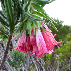 Lobostemon belliformis