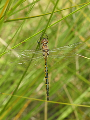 Hemicordulia australiae