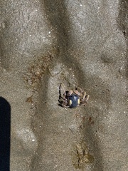 Mictyris longicarpus