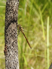 Hemicordulia australiae