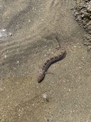 Omobranchus punctatus