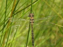 Hemicordulia australiae