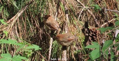 Sinosuthora webbiana