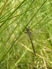 Hemicordulia australiae