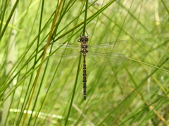 Hemicordulia australiae