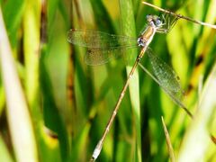 Lestes virens vestalis