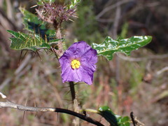 Solanum pungetium