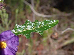 Solanum pungetium