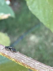 Tiphiinae