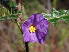 Solanum pungetium