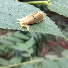 Artaxa