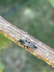 Tiphiinae