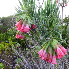 Lobostemon belliformis