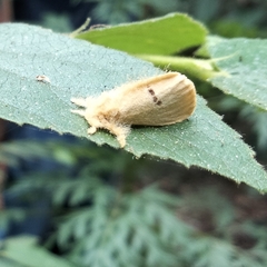 Artaxa