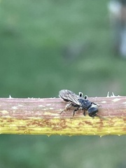 Tiphiinae