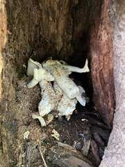 Leucocoprinus cretaceus