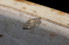 Alucita desmodactyla