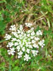 Typocerus velutinus