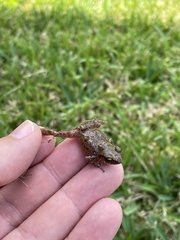 Eleutherodactylus campi