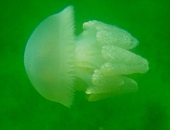 Catostylus mosaicus