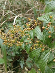Viburnum luzonicum