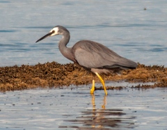 Egretta novaehollandiae novaehollandiae
