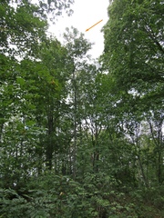 Fraxinus angustifolia oxycarpa