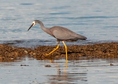 Egretta novaehollandiae novaehollandiae