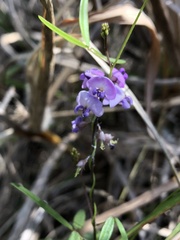 Glycine clandestina